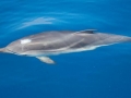 Striped Dolphin