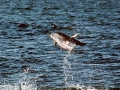 Striped Dolphin