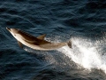 Striped Dolphin