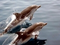 Striped Dolphin
