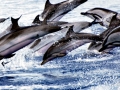 Striped Dolphin