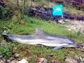 Striped Dolphin