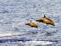 Striped Dolphin