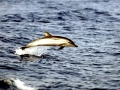 Striped Dolphin