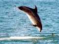 Striped Dolphin