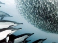 Striped Dolphin