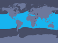 Striped Dolphin