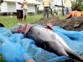 Striped Dolphin