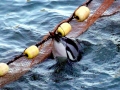Striped Dolphin