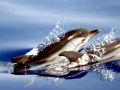Striped Dolphin