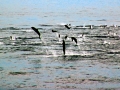 Striped Dolphin