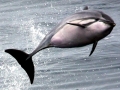 Striped Dolphin