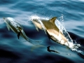 Striped Dolphin