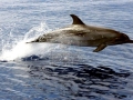 Striped Dolphin