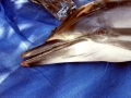 Striped Dolphin
