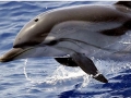 Striped Dolphin