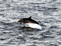 Striped Dolphin