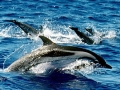 Striped Dolphin