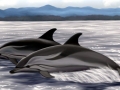 Striped Dolphin