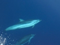 Striped Dolphin