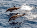 Striped Dolphin