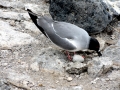 Swallow-tailed Gull
