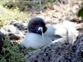 Swallow-tailed Gull