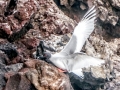 Swallow-tailed Gull