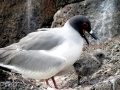 Swallow-tailed Gull