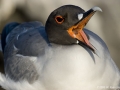 Swallow-tailed Gull
