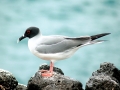 Swallow-tailed Gull