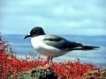 Swallow-tailed Gull