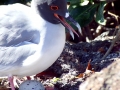 Swallow-tailed Gull