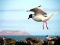 Swallow-tailed Gull