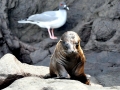 Swallow-tailed Gull