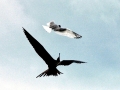 Swallow-tailed Gull
