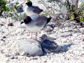 Swallow-tailed Gull