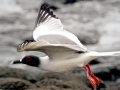 Swallow-tailed Gull