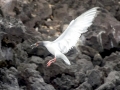 Swallow-tailed Gull