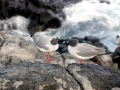 Swallow-tailed Gull