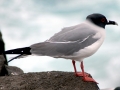 Swallow-tailed Gull