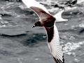 Swallow-tailed Gull