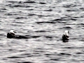 Swallow-tailed Gull