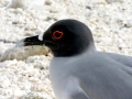 Swallow-tailed Gull