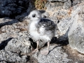 Swallow-tailed Gull