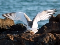 Swallow-tailed Gull