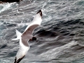 Swallow-tailed Gull