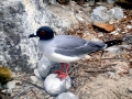 Swallow-tailed Gull