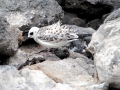 Swallow-tailed Gull