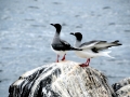 Swallow-tailed Gull
